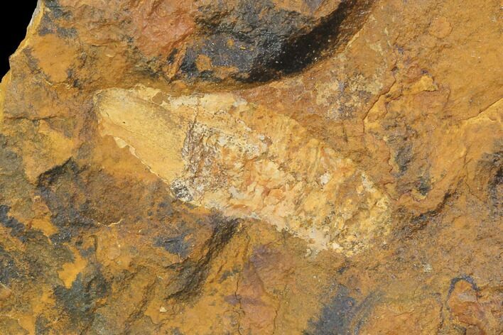 Unidentified Paleocene Fossil Seed Cone - North Dakota #96892